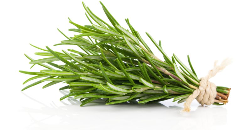 Rosemary